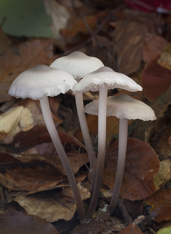 Marasmius wynnae